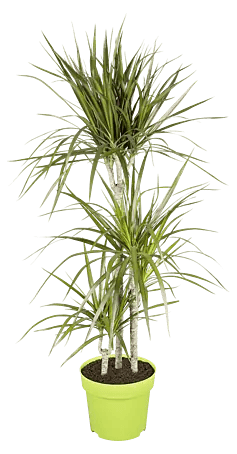 Piardino Drachenbaum - Dracaena marginata, Topfgre: 21 cm, Blattfarbe:  Grn/Rot online kaufen bei BAUHAUS