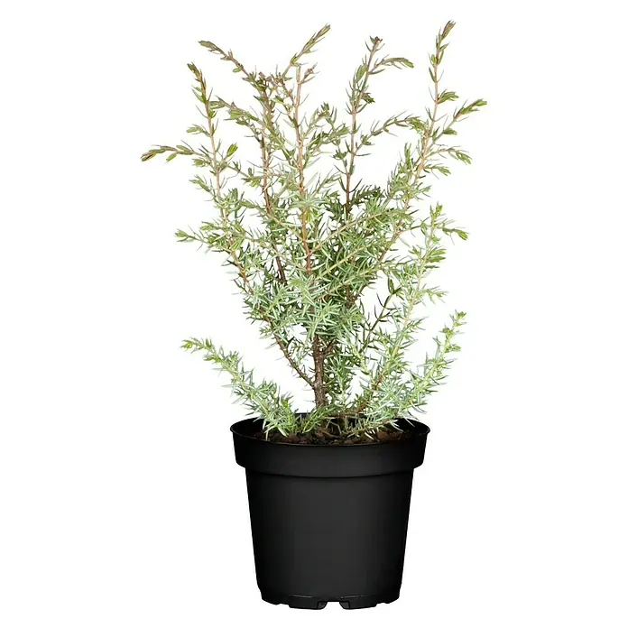 Piardino Koniferen-Mix - Sortenabhängig, Topfgröße: 9 cm - Ein detailreiches Bild eines Bonsai-Wacholders in einem schwarzen Topf. Die Pflanze hat fein verzweigte Äste mit zarten, hellgrünen Nadeln.