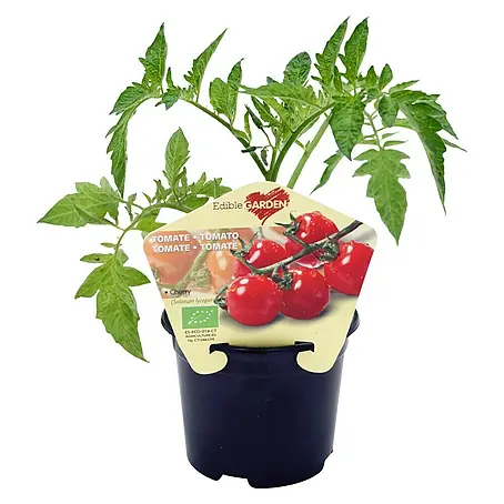 Piardino  Tomates cherry