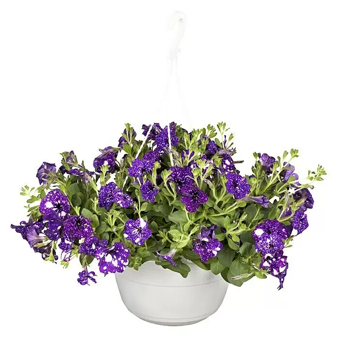 Piardino Petunie 'Night Sky' Ampel -  - Ein weißer Hängekorb gefüllt mit üppigem Grün und leuchtend violetten Blumen, die mit weißen Sprenkeln versehen sind.