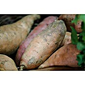 Piardino Süßkartoffel (Ipomea batatas, Topfgröße: 12 cm, Erntezeit: Ab September)