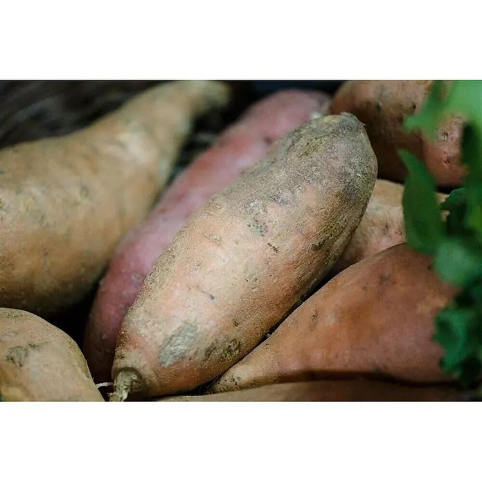 Blu Bio Süßkartoffel - Ipomea batatas, Topfgröße: 12 cm - Nahaufnahme von frischen Süßkartoffeln mit erdiger Schale, die ihre Natürlichkeit und gesunde Herkunft betonen.