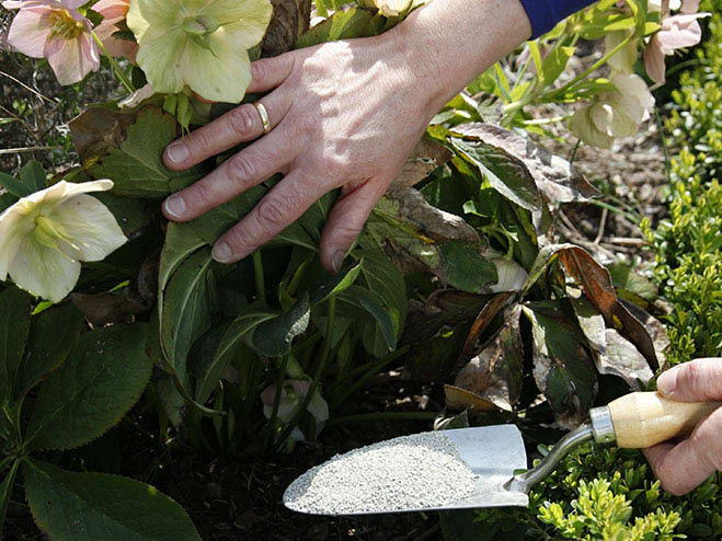 Christrose im Garten wird gedüngt