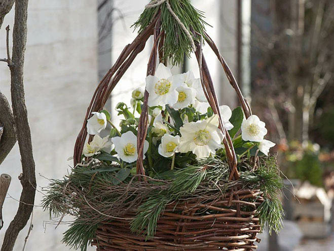 Christrose im Korb mit Tannenzweihgen