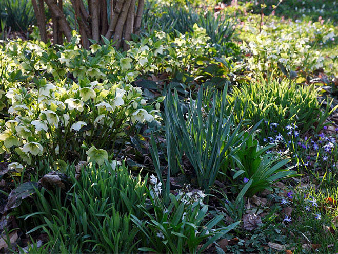 Christrose im Blumenbeet mit verschiedenen Pflanzen