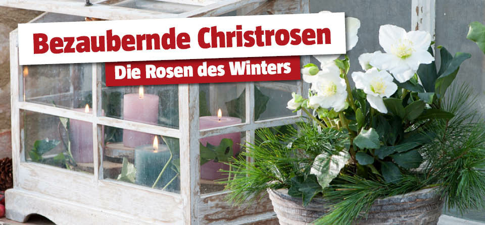 Christrose