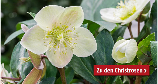 Christrosen