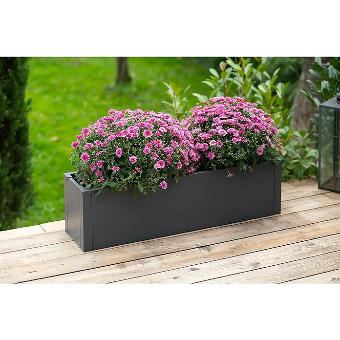 Westmann Pflanzkasten Talus M - L x B x H: 25 x 100 x 27 cm, Metall, Anthrazit - Ein rechteckiger, anthrazitfarbener Pflanzkasten mit üppigen, pinkfarbenen Chrysanthemen, platziert auf einer hölzernen Terrasse.