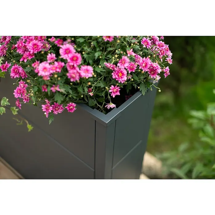 Westmann Pflanzkasten Talus XL - L x B x H: 25 x 100 x 77 cm, Metall, Anthrazit - Grauer Pflanzkübel mit üppigen rosa Blüten. Perfekt für Garten, Terrasse oder Balkon und verleiht jedem Außenbereich einen Hauch von Farbe.