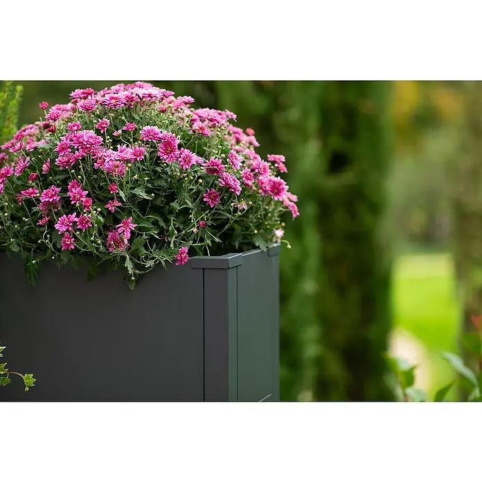 Westmann Pflanzkasten Talus L - L x B x H: 25 x 100 x 52 cm, Metall, Anthrazit - Elegante Nahaufnahme eines anthrazitfarbenen Pflanzgefäßes mit üppigen, rosafarbenen Chrysanthemen, ideal für stilvolle Gartengestaltung im Freien.