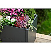 Westmann Pflanzkasten Tallus S (Metall, Anthrazit, L x B x H: 50 x 50 x 50 cm) | BAUHAUS