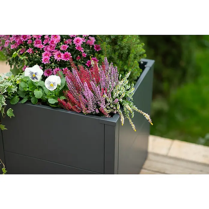 Westmann Pflanzkasten Talus S - Metall, Anthrazit, L x B x H: 50 x 50 x 50 cm - Nahaufnahme eines dunkelgrauen Pflanzkastens mit einer Vielfalt an bunten Herbstblumen, darunter Erika, Chrysanthemen und Stiefmütterchen.