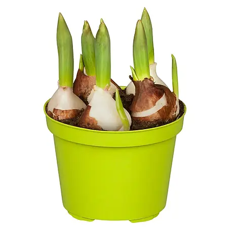 Piardino  Frühlingsblumenzwiebeln Tulpe