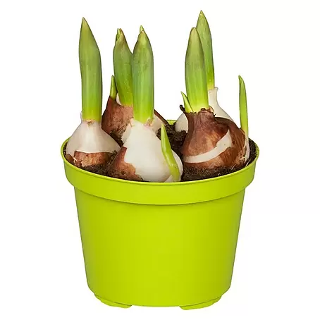 Piardino  Frühlingsblumenzwiebeln Tulpe