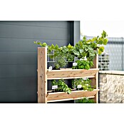 Westmann Kräuterhochbeet Viktoria L mit Rankgitter (L x B x H: 50 x 80 x 95 cm) | BAUHAUS