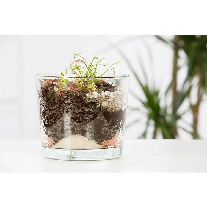 Piardino Zimmerpflanzen-Arrangement Karnivoren - Topfgröße: 15 cm - Das Bild zeigt ein Glasgefäß mit einer fleischfressenden Pflanze, die in Schichten aus Sand, Erde und kleinen Steinen gepflanzt ist.