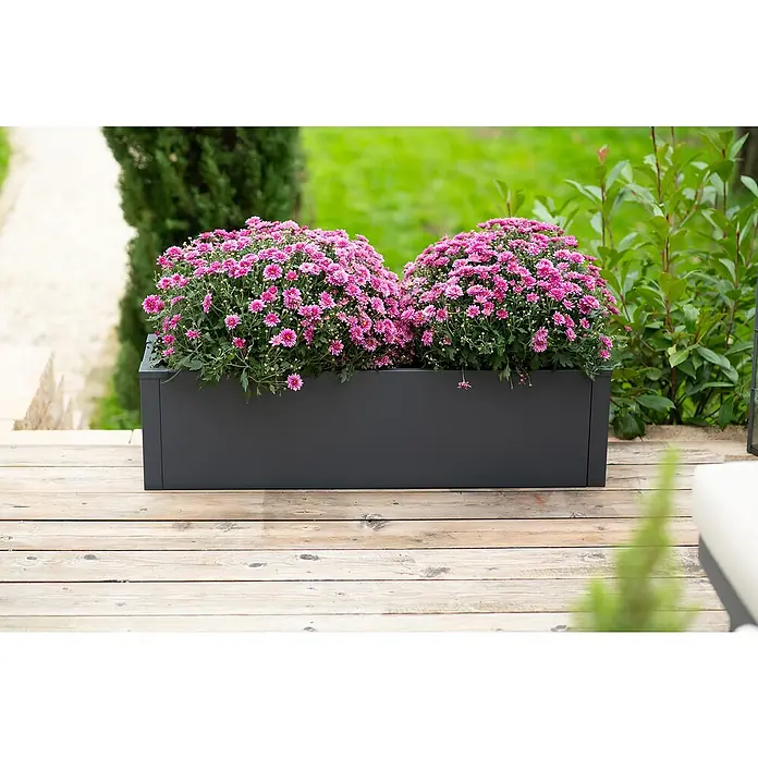 Westmann Pflanzkasten Talus M - L x B x H: 25 x 100 x 27 cm, Metall, Anthrazit - Ein rechteckiger, anthrazitfarbener Pflanzkasten mit üppigen, pinkfarbenen Chrysanthemen auf einer Holzterrasse. Dekorative Gartengestaltung für Außenbereiche.
