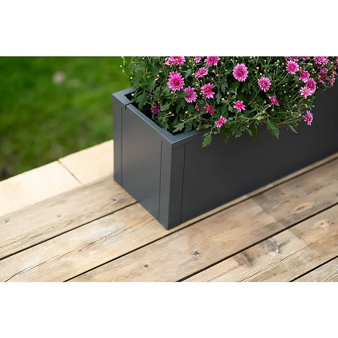 Westmann Pflanzkasten Talus M - L x B x H: 25 x 100 x 27 cm, Metall, Anthrazit - Detailaufnahme eines grauen Blumenkastens mit pinkfarbenen Chrysanthemen auf einer Holzterrasse, der eine elegante Gartendekoration darstellt.
