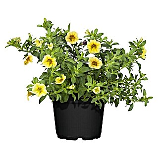 Piardino Zauberglöckchen (Calibrachoa Hybride Fünf Freunde, Topfgröße: 15 cm, Mehrfarbig)