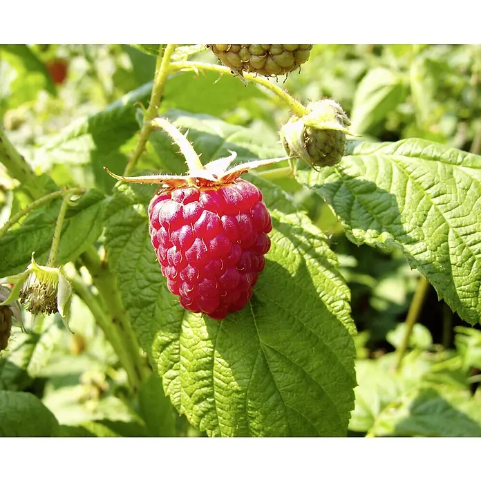 Himbeere Himbo Top - Rubus idaeus Himbo Top, Erntezeit: August - Nahaufnahme einer reifen, roten Himbeere an einem Strauch mit grünen Blättern.