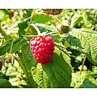 Himbeere Himbo Top (Rubus idaeus Himbo Top, Erntezeit: August)