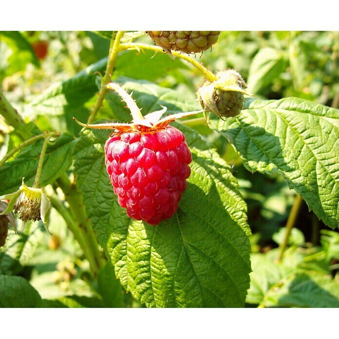 Himbeere Himbo TopRubus idaeus Himbo Top, Erntezeit: August Unknown