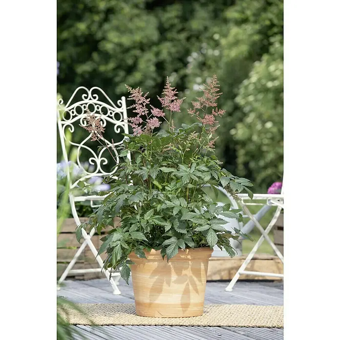 Piardino Japanische Prachtspiere - Astilbe japonica - Ein Astilbe-Arrangement in einem rustikalen Terrakottatopf, der auf einer Terrasse mit Gartenmöbeln steht, ein Blickfang für jeden Außenbereich.
