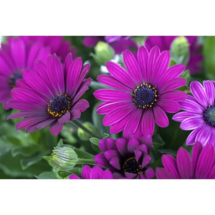 Piardino Kapkörbchen - Osteospermum ecklonis, Topfgröße: 10 cm, Sortenabhängig - Nahaufnahme von purpurnen Gänseblümchen mit dunklen Zentren und gelben Akzenten, umgeben von grünen Blättern.
