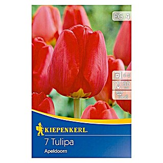 Kiepenkerl Frühlingsblumenzwiebeln Tulpe 'Apeldoorn' (Tulipa x hybrida, 7 Stk.)