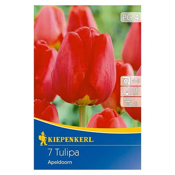 Kiepenkerl Blumenzwiebeln Tulpe 'Apeldoorn' - Tulipa x hybrida, 7 Stk. - Packung mit 7 "Apeldoorn" Tulpenzwiebeln von Kiepenkerl. Die Zwiebeln blühen rot und werden ca. 50 cm hoch.
