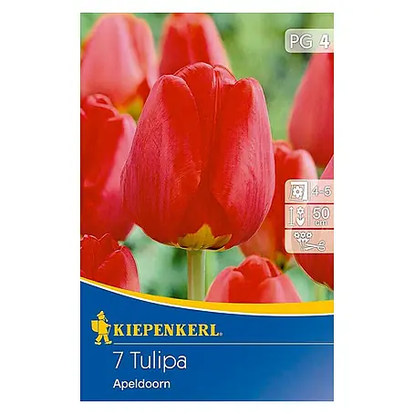 Kiepenkerl  Blumenzwiebeln Tulpe 'Apeldoorn'
