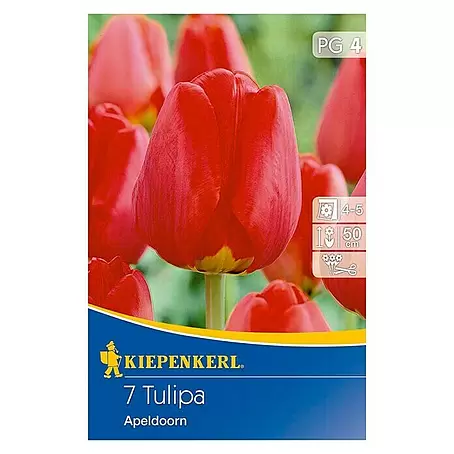 Kiepenkerl  Frühlingsblumenzwiebeln Tulpe 'Apeldoorn'