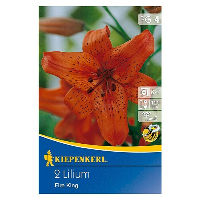 Kiepenkerl Sommerblumenzwiebeln Lilie 'Fire King'Lilium tigrinum, 2 Stk. Front View