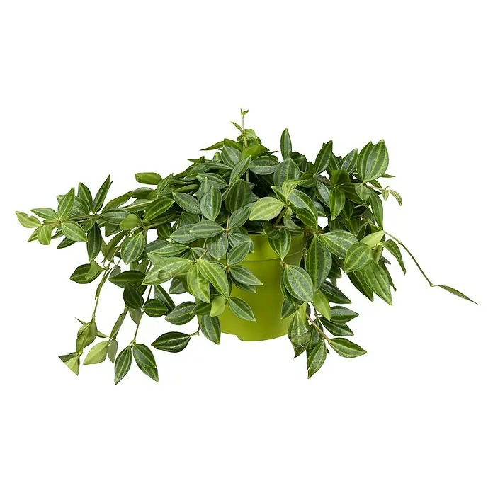 Piardino Zierpfeffer - Topfgröße: 12 cm - Topfpflanze mit grünen Blättern in einem grünen Topf.