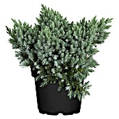 Piardino Blauer Zwerg-Wacholder (Juniperis squamata 'Blue Star', Topfgröße: 2 l)