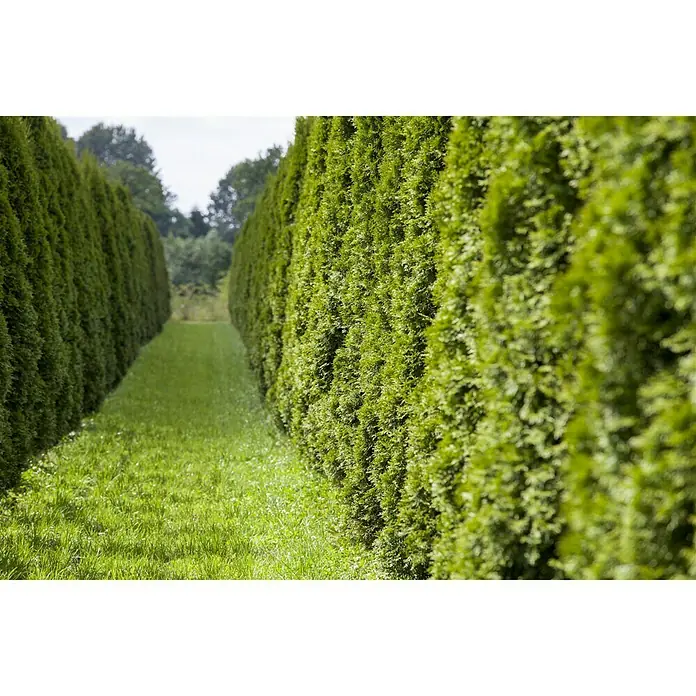 Piardino Tuya occidental - Thuja occidentalis 'Smaragd', 5 l - Camino de césped verde flanqueado por densos setos de árboles de la vida verde esmeralda, creando un paisaje de jardín natural y tranquilo.