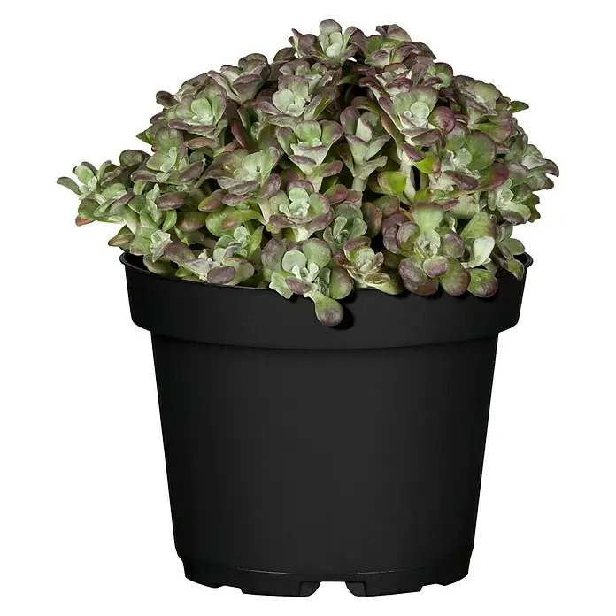 Piardino Garten-Fettblatt - Sedum cauticola, Topfgröße: 13 cm, Purpur - Saftige Sukkulente in einem schwarzen Topf, ideal als pflegeleichte Zimmerpflanze für jeden Raum. Die Pflanze ist robust und dekorativ.