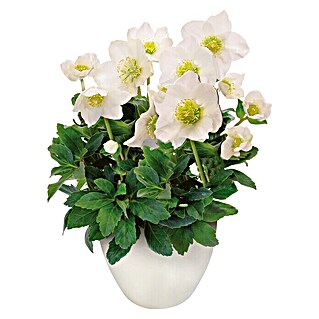 Piardino Christrose (Helleborus niger, Topfgröße: 12 cm, Weiß)