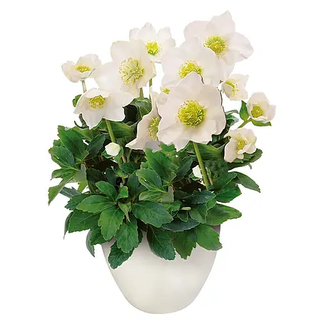 Piardino  Christrose