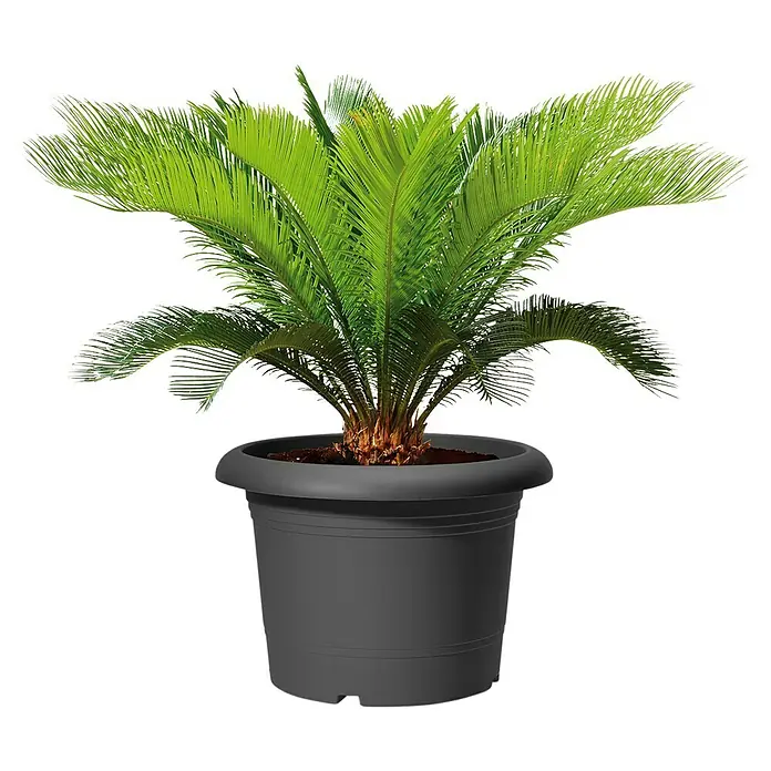 Scheurich Pflanzkübel rund Oliver - Außenmaß (Ø x H): 70 x 49 cm, Kunststoff, Metallic Grey - Üppiger Palmfarn in einem eleganten, dunklen Pflanzgefäß. Ideal für Innenräume und Gärten, bringt tropisches Flair in jeden Raum.