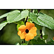 Piardino Schwarzäugige Susanne (Thunbergia alata, Pyramide, Blütenfarbe: Mehrfarbig) | BAUHAUS