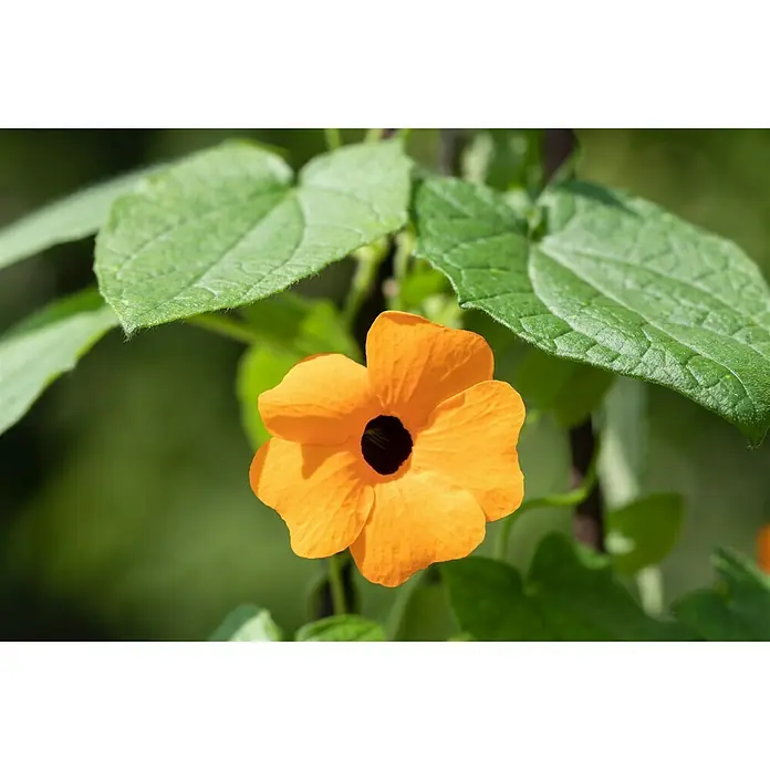 Piardino Schwarzäugige Susanne - Thunbergia alata, Pyramide, Blütenfarbe: Mehrfarbig - Nahaufnahme einer leuchtend orangefarbenen Schwarzäugigen Susanne-Blüte mit dunklem Zentrum, umgeben von grünen Blättern.