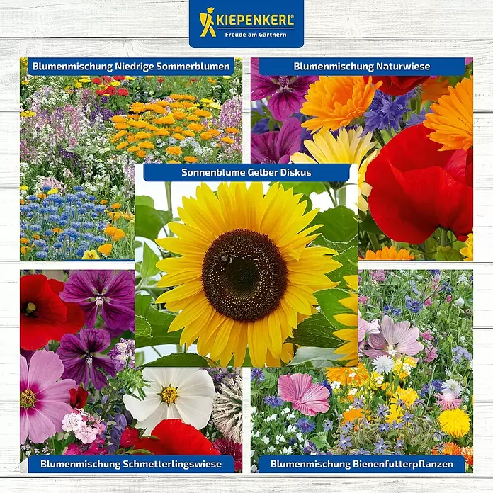 Kiepenkerl Saatgut Bundle Leckeres für Nützlinge - Mischung, 6 Stk. - Lebhaftes Collage von KIEPENKERL Blumensamenmischungen: niedrige Sommerblumen, Naturwiese, Sonnenblume, Schmetterlings- und Bienenfutterpflanzen.