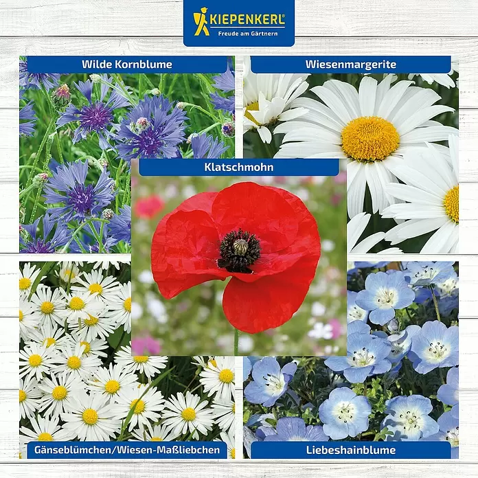 Wildblumensamen - 'Blütenfestival der Natur' - Kiepenkerls Auswahl an Wildblumen: Blaue Kornblume, weiße Margerite, roter Klatschmohn, Gänseblümchen und blaue Liebeshainblume zum Gärtnern.
