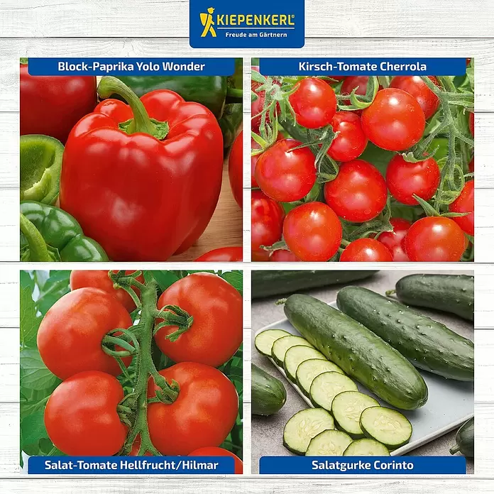 Kiepenkerl Saatgut Bundle Unsere Lieblinge - Mischung, 6 Stk. - Vier Bilder zeigen verschiedene Gemüsesorten: rote Blockpaprika, Kirschtomaten, Salattomaten und geschnittene Gurken.