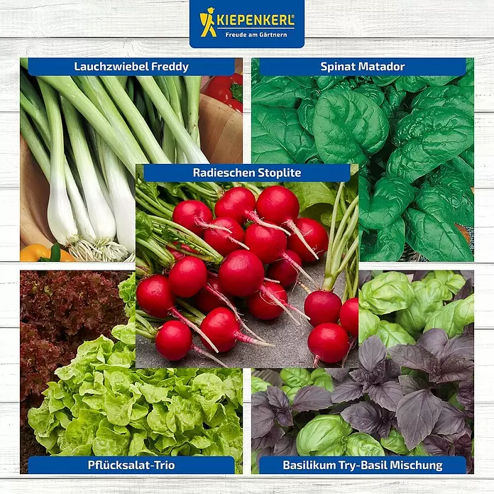 Kiepenkerl Saatgut Bundle Ruck-Zuck-Gemüse - Mischung, 6 Stk. - Eine Collage frischer Lauchzwiebeln, Radieschen, Spinat, Blattsalat und Basilikum von Kiepenkerl.