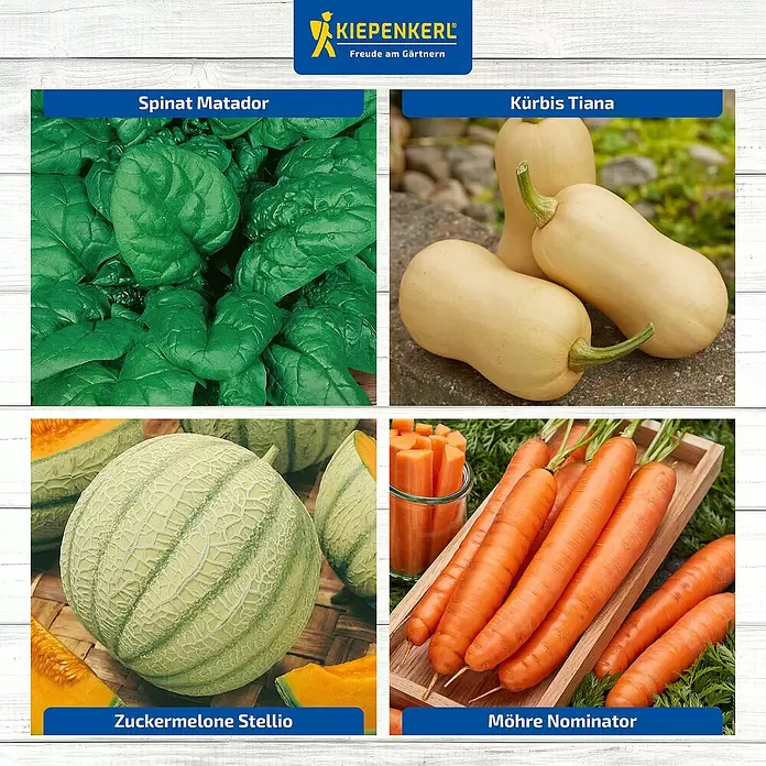 Kiepenkerl Saatgut Bundel Superfood - Mischung, 6 Stk. - Vierfelderbild zeigt grüne Spinatblätter, hellorange Butternusskürbisse, eine Netzmelone mit orangefarbenem Fruchtfleisch und orangefarbene Karotten.