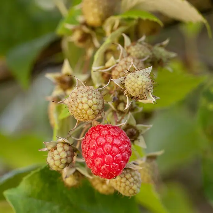 Piardino Himbeere Autumn Bliss - Rubus idaeus, Erntezeit: August - Nahaufnahme einer Himbeere, die inmitten von unreifen, grünen Himbeeren an einem Strauch hängt und ihre Reife betont.