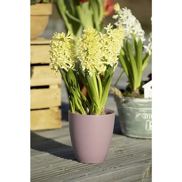 Piardino Frühlingsblumenzwiebeln Hyazinthe 'Gipsy Princess' - Hyacinthus orientalis 'Gipsy Princess', Gelb - Die Nahaufnahme zeigt gelbe Hyazinthen in einem lila Topf, ein Blickfang auf dem grauen Holztisch. Die sanften Farben schaffen eine frühlingshafte Atmosphäre.