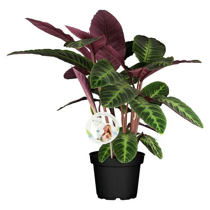 Piardino Air So Pure Calatea - Calathea, Tamaño de maceta: 17 cm - Calathea como planta de interior con llamativas hojas verdes y burdeos en una maceta negra, que actúa como purificador de aire.